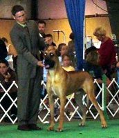 American Bulldog Breeder in  Michigan